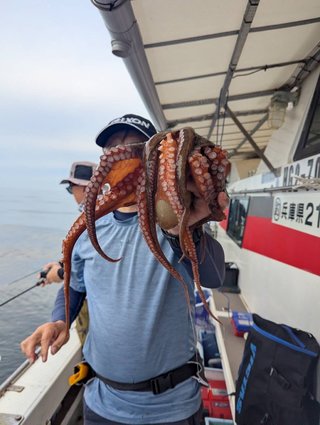 マダコ