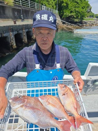 マダイ