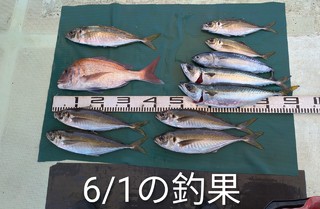 マダイ