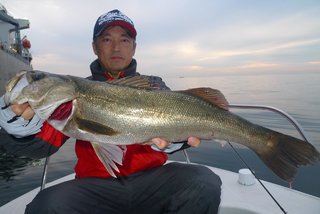 シーバス