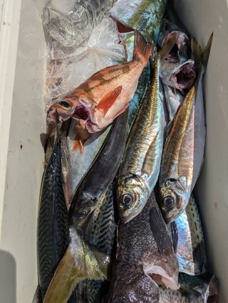 アジ