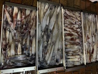 ケンサキイカ