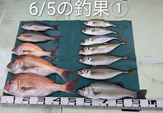 マダイ