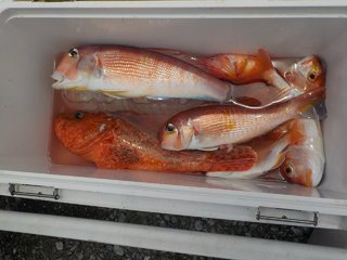 アマダイ