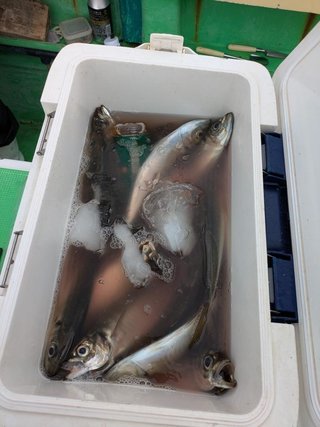 アジ
