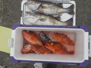 アラ