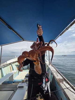 タコ