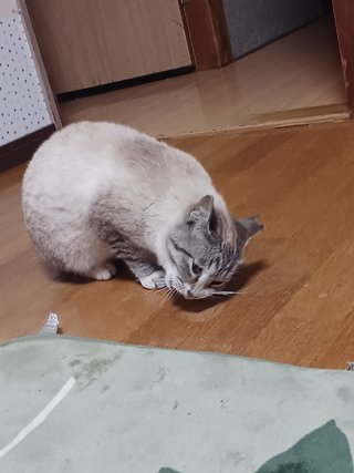ヤリイカ