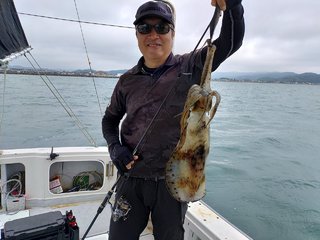 アオリ
