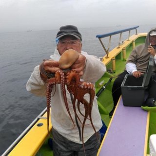 マダコ