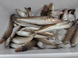 シロギス
