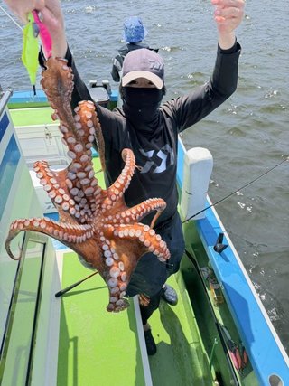 マダコ