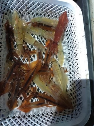 スルメ