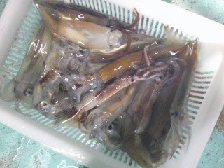 スルメイカ