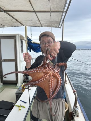 マダコ