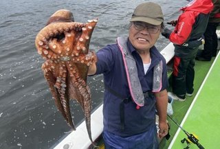 マダコ