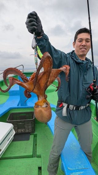 マダコ