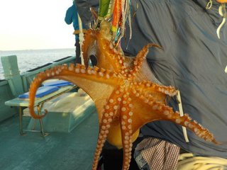 マダコ