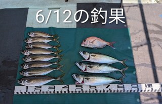 マダイ