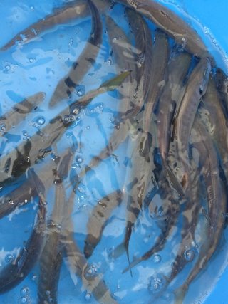 アジ
