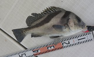 コショウダイ