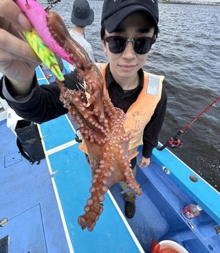 マダコ