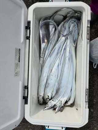 タチウオ
