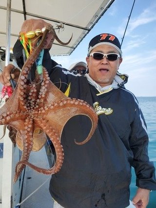 タコ