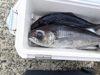 メダイ