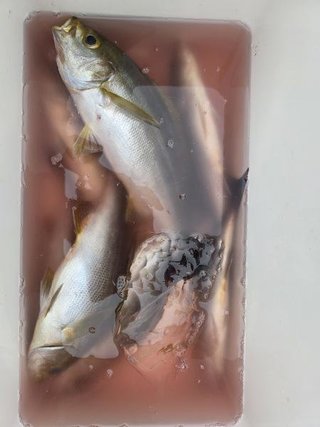 イサキ