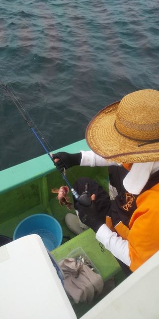 カサゴ