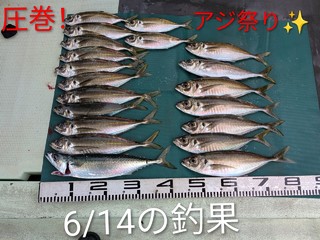マアジ