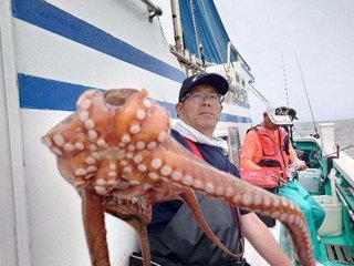 タコ
