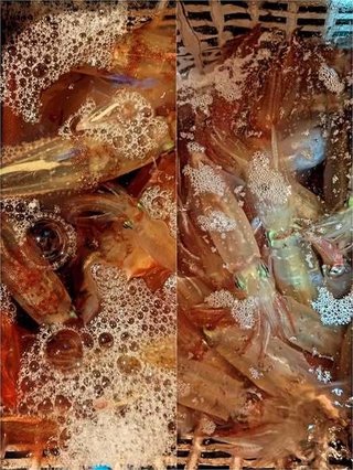 シロイカ