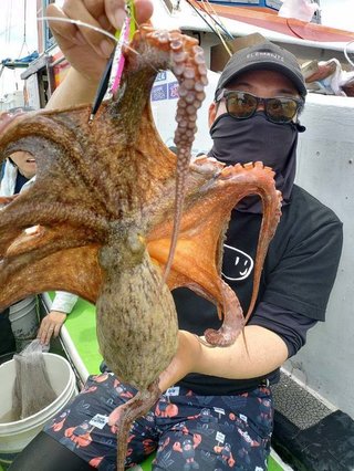 マダコ