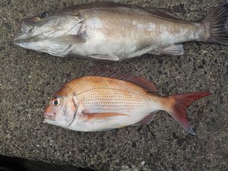 アラ