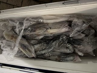 ケンサキイカ