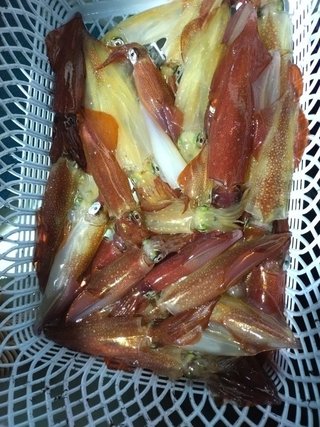 イカ