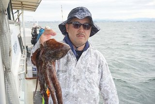 マダコ