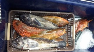 ハナダイ