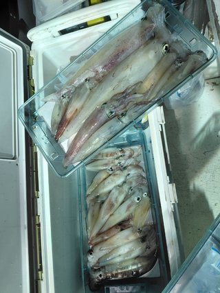 シロイカ