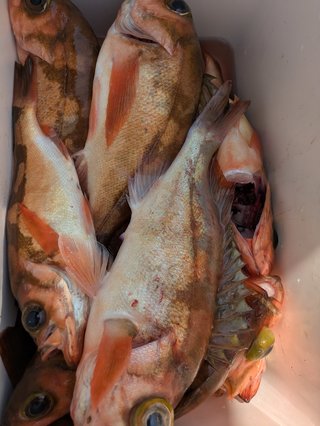 メバル
