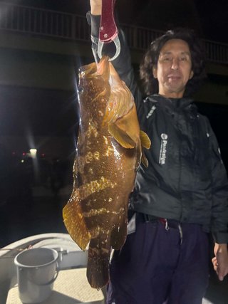 アコウ
