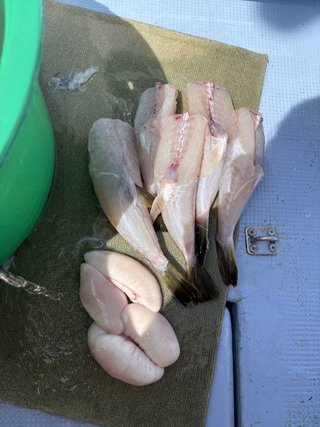 ショウサイフグ
