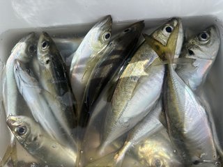 アジ