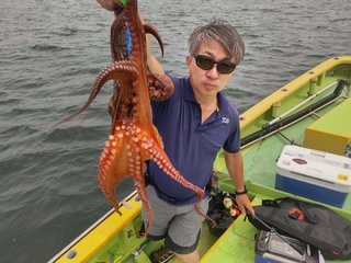 マダコ