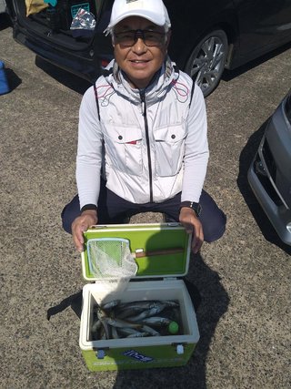 シロギス