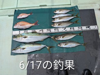 ハマチ
