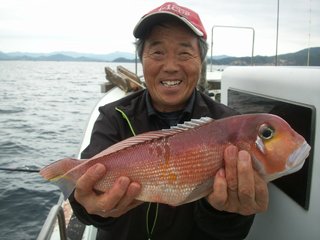マダイ