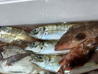 アジ